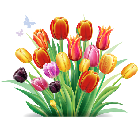 Arrangement with multicolor tulips flowersのイラスト素材