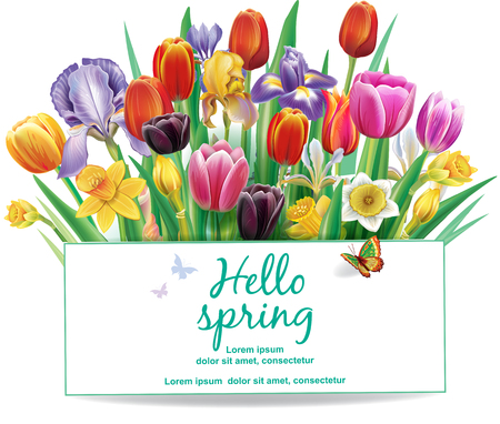 Arrangement with multicolor spring flowers over white backgroundのイラスト素材