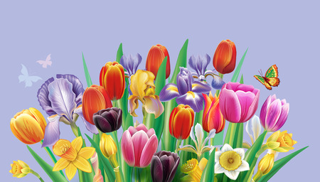 Arrangement with multicolor tulips flowers over white backgroundのイラスト素材