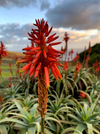 Agave attenuata near Ocean on Madeira Island,の写真素材