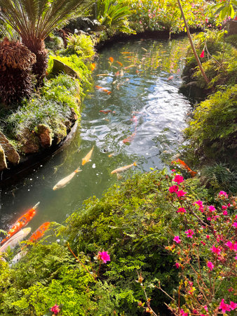 Garden with a pond with koi fishの写真素材