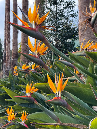 Birds of paradise flowers in the gardenの写真素材
