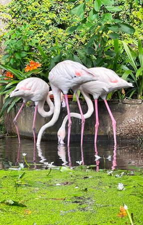 Flamingos in the park in the pondの写真素材