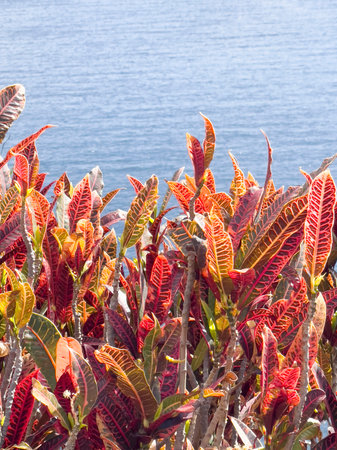 The colorful leaves of the croton against the backdrop of the sea