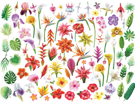 Set of tropical flowers and leaf, vector illustrationのイラスト素材