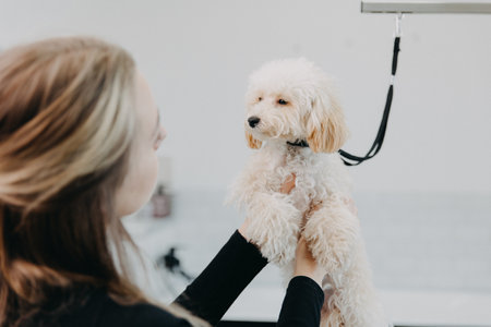 White poodle dog is having his cheeks played with by a female worker in an animal saloon. high quality photoの写真素材