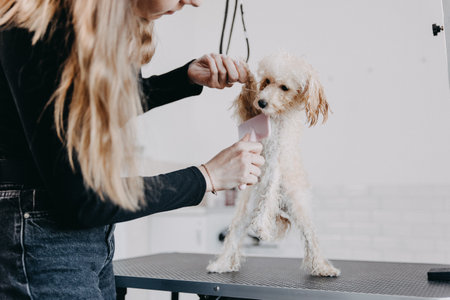 Groomer styling and combing poodle's hair under the tail after showering. high quality photoの写真素材