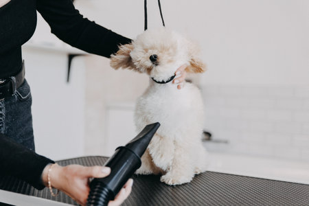 Groomer styling and combing poodle's hair after bathing. high quality photoの写真素材