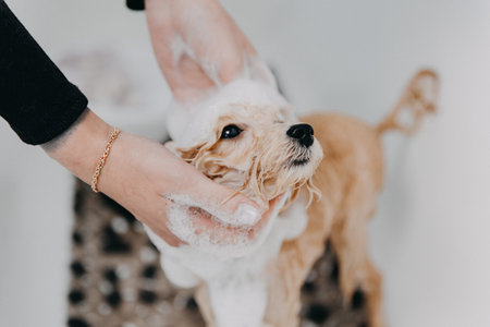 Professional skilled groomer carefully wash the Poodle dog in bath, before grooming procedure. high...