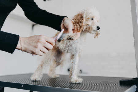 Groomer styling and combing poodle's hair under the tail after showering. high quality photoの写真素材