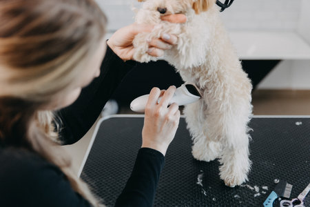 Trimming dog body with clipper, grooming puppy in salon. professional animal care. Close-up poodle grooming. copyspace. high quality photoの写真素材