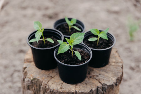 Young fresh sapling of bell pepper in a pot on a background of soil in the garden (vegetable garden). Pepper seedlings for transplanting into a greenhouse in spring. Bell pepper sprouts. high quality photoの写真素材