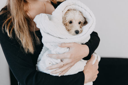 Head shot of a poodle in white towel after bathingの写真素材