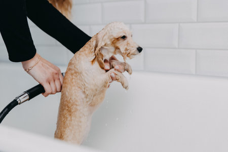 Professional skilled groomer carefully wash the Poodle dog in bath, before grooming procedureの写真素材