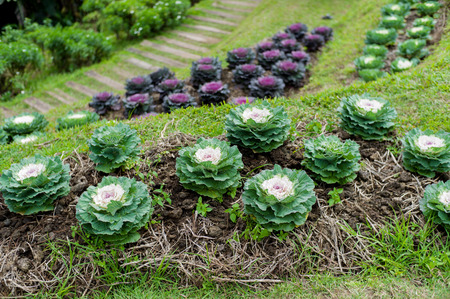 Cabbage farm in northern Thailandの写真素材