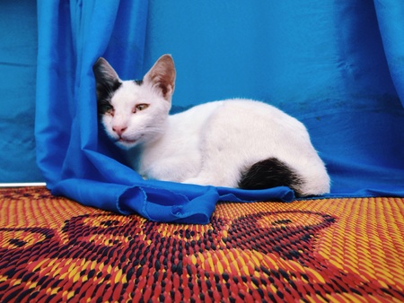 Smiling catの素材