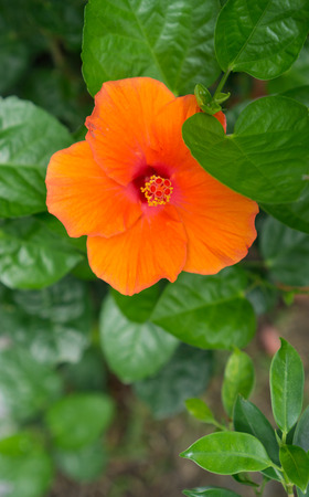 Hibiscus syriacus is a species of flowering plant in the family Malvaceae, native to much of Asiaの写真素材