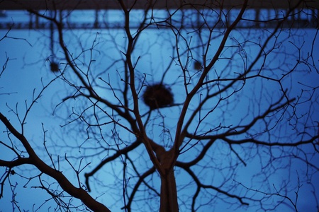 Dead sad treeの素材