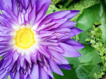 Purple lotusの素材