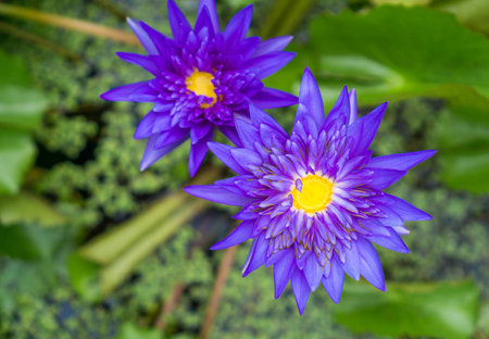 Lotos on greenery pond backgroundの写真素材