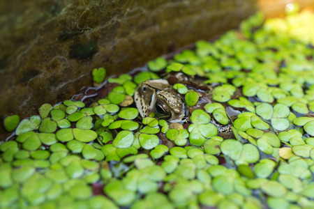 Toad in a pond, covered by duckweedの写真素材