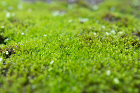 green moss (Dicranum polysetum) can be used for backgroundの写真素材