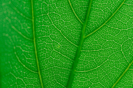 green leaf natural super macro with film look effect and out of focus area
