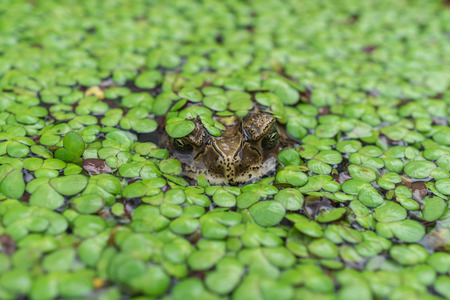 Toad in a pond front view, covered by duckweed