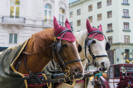 Horse carriages at Vienna in winter timeの写真素材