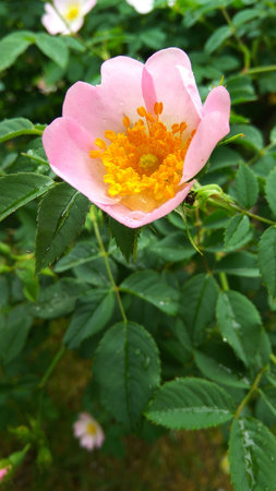 Wet from the rain a green bush with flowers of a dogroseの写真素材
