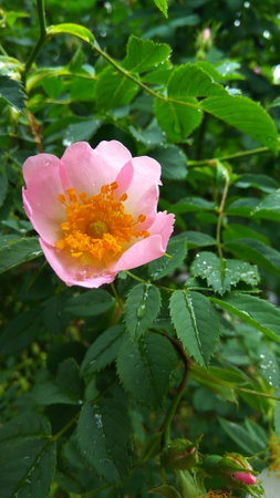 Wet from the rain a green bush with flowers of a dogroseの写真素材