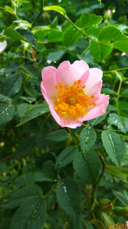 Wet from the rain a green bush with flowers of a dogroseの写真素材