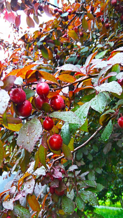 tree branch with cherry plum and drops on the foliageの写真素材
