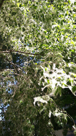 in the summer in the park, poplar trees, branches with green leaves in white fluffの写真素材