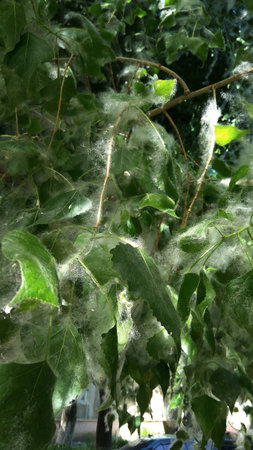 in the summer in the park, poplar trees, branches with green leaves in white fluffの写真素材