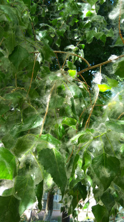 in the summer in the park, poplar trees, branches with green leaves in white fluffの写真素材