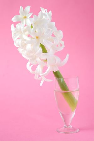 White flower in a vase. A photo on a pink backgroundの写真素材
