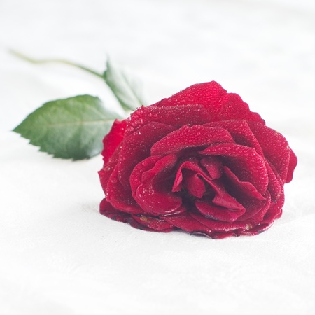 Red rose with water drop, selective focusの写真素材