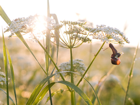 Grass plant with snail on summer morning sunrise, shallow depth of fieldの写真素材
