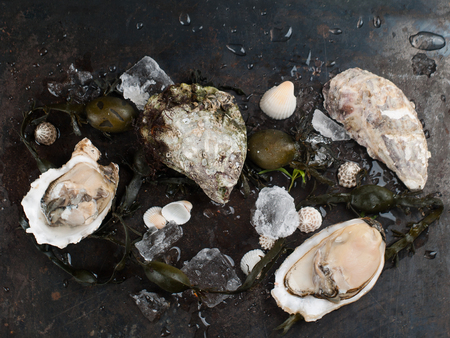Delicious fresh oysters on dark vintage background, selective focusの写真素材