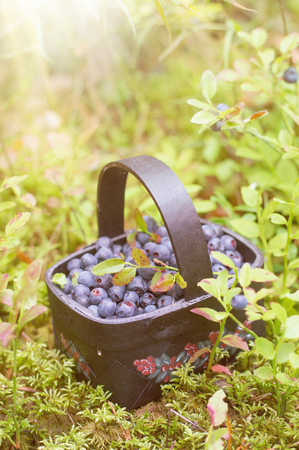 Fresh blueberry in basket on forrest background, selective focusの写真素材