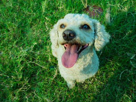 Dog sits in the green grass