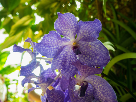 Beautiful purple orchidの写真素材