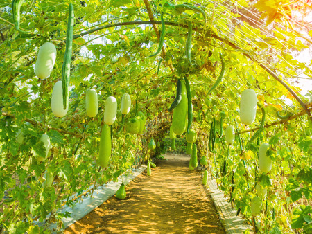 Fresh marrow squash glowing on the garden in the farmの写真素材