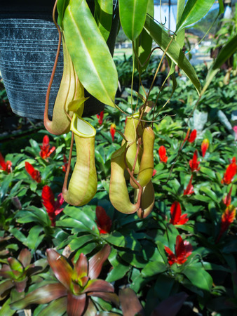 They are plants "nepenthes". Common name is "tropical pitcher plants".の写真素材