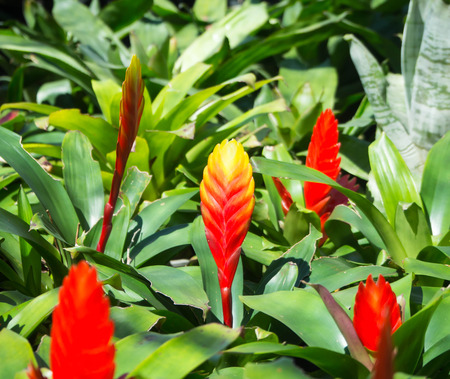 Red flowers, Bright red exotic flowers