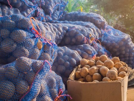 fresh potatoes in the box, potatoes, view on bags and crates of potato in storage houseの写真素材