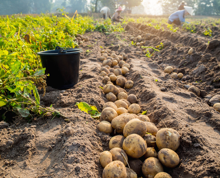 fresh organic potatoes in the field, fresh potatoesの写真素材