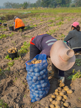 Fresh potatoes in sack , top view, fresh potatoes in the farm, Woman working in garden, harvesting eco potatoesの写真素材