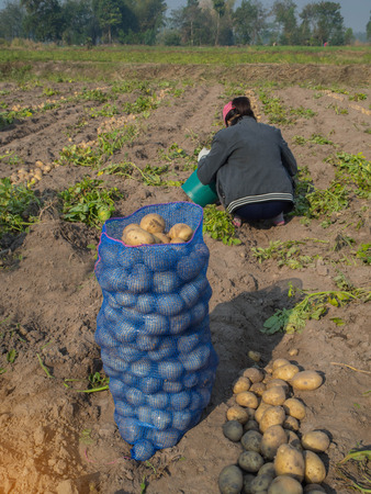 Fresh potatoes in sack , top view, fresh potatoes in the farm, Woman working in garden, harvesting eco potatoesの写真素材